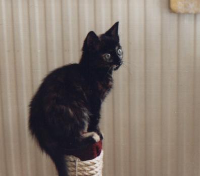 wysi as a kitten