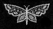 butterfly 2